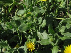 Calendula suffruticosa algarbiensis