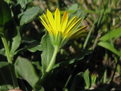 Calendula suffruticosa algarbiensis