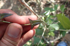 Senecio macroglossus