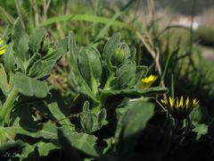 Calendula suffruticosa algarbiensis