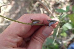 Senecio macroglossus