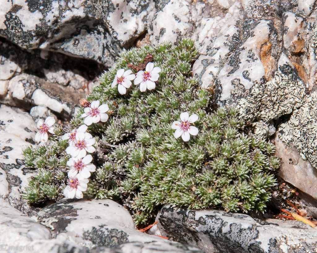 moss daisy