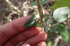 Senecio macroglossus