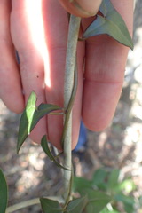 Senecio macroglossus