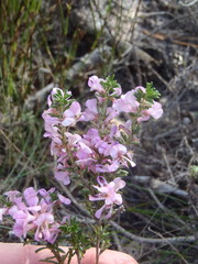 Indigofera pappei