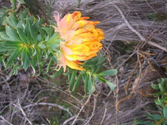 Liparia splendens splendens