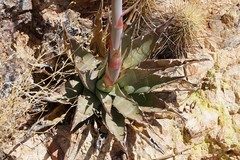 Agave simplex