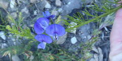 Psoralea laevigata