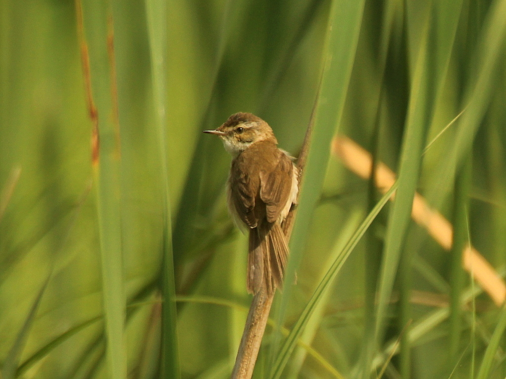 Paddyfield Warbler photo