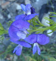 Psoralea laevigata