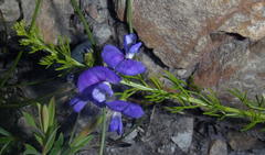 Psoralea laevigata