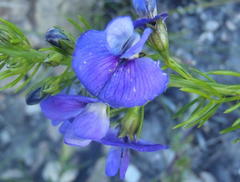 Psoralea laevigata