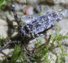 Catonia nava