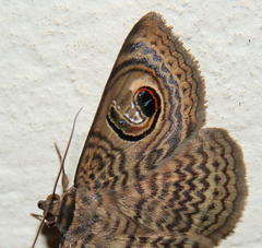 Calliodes pretiosissima