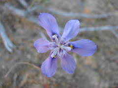 Moraea lugubris