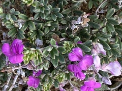Indigofera sp11