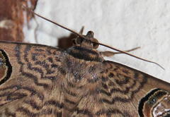 Calliodes pretiosissima