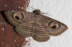 Calliodes pretiosissima