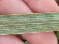 Hypoxis rigidula rigidula