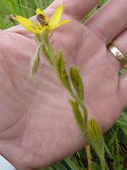 Hypoxis rigidula rigidula