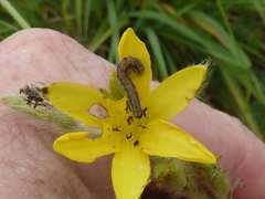 Hypoxis rigidula rigidula