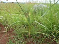 Hypoxis rigidula rigidula