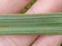 Hypoxis rigidula rigidula