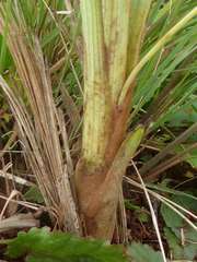 Hypoxis rigidula rigidula