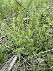 Allium rhizomatum
