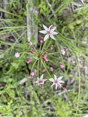 Allium rhizomatum