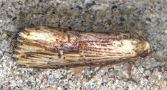 Crambodes talidiformis