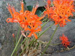 Nerine sarniensis
