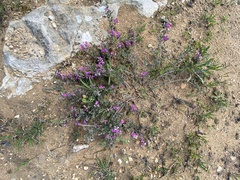Indigofera sp11