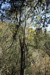 Ochna arborea
