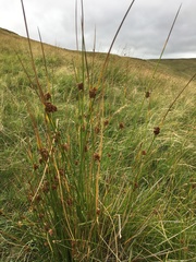 Juncus conglomeratus