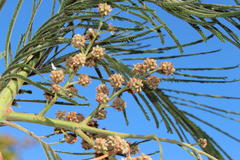 Dasineura rubiformis