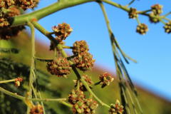 Dasineura rubiformis