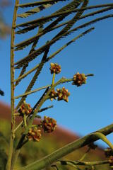 Dasineura rubiformis
