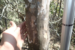 Ochna arborea