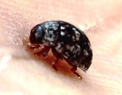 Trachymela tincticollis