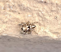Habronattus clypeatus