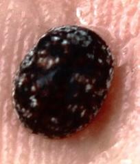 Trachymela tincticollis