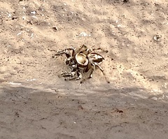 Habronattus clypeatus