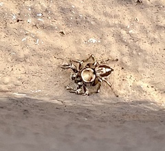 Habronattus clypeatus