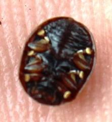 Trachymela tincticollis