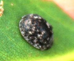 Trachymela tincticollis