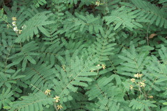 Acaciella
