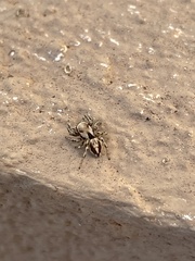 Habronattus clypeatus