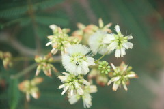 Acaciella