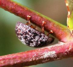 Trachymela tincticollis